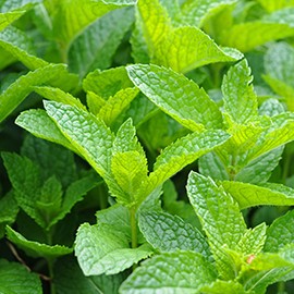 Shampoings à base de plantes